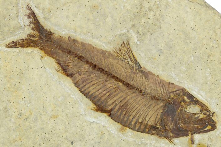 Detailed Fossil Fish (Knightia) - Wyoming #330828